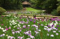 《五只猴子》幼兒園音樂優秀教案